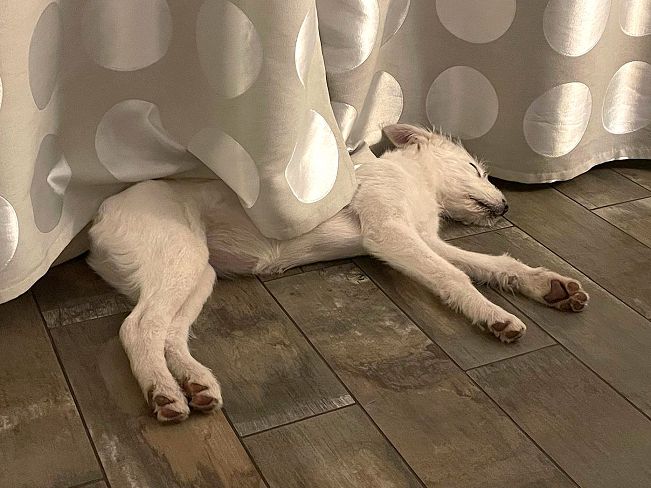 pfotenretterungarn Enya PS (6)