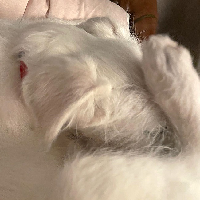 pfotenretterungarn Enya PS (7)