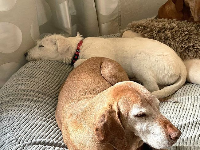 pfotenretterungarn Enya PS (8)