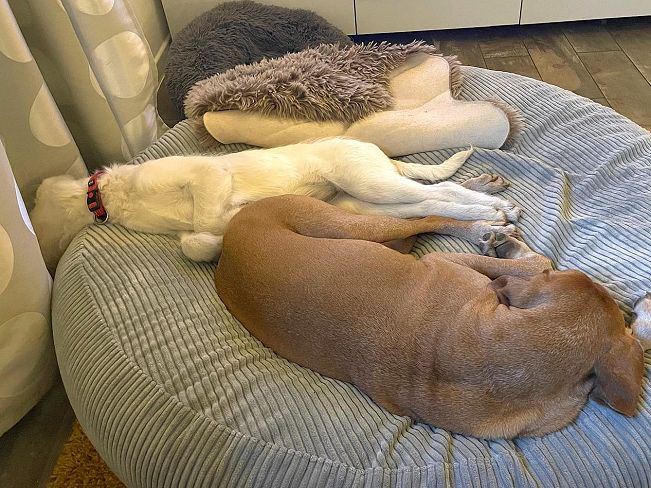 pfotenretterungarn Enya PS (9)