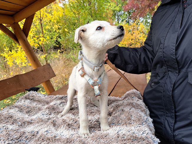 pfotenretterungarn Felix (2)