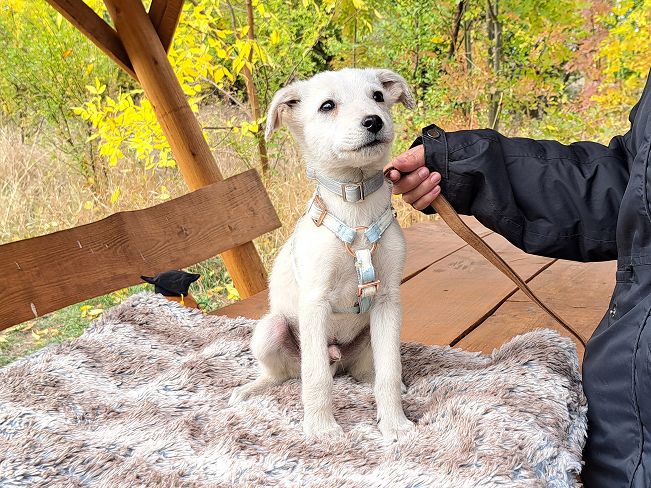 pfotenretterungarn Felix (3)