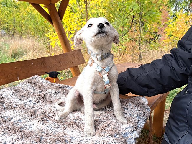 pfotenretterungarn Felix (4)