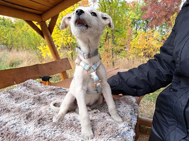 pfotenretterungarn Felix (5)