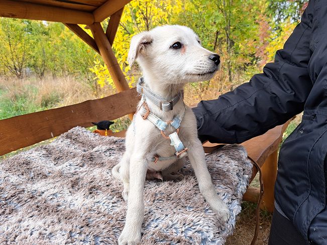 pfotenretterungarn Felix (6)