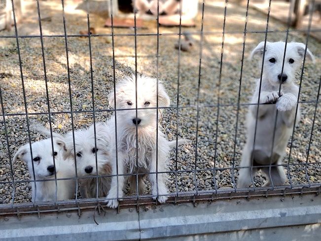 pfotenretterungarn Felix (7)