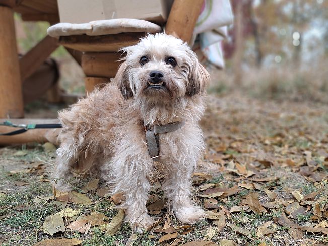 pfotenretterungarn Hardy (10)