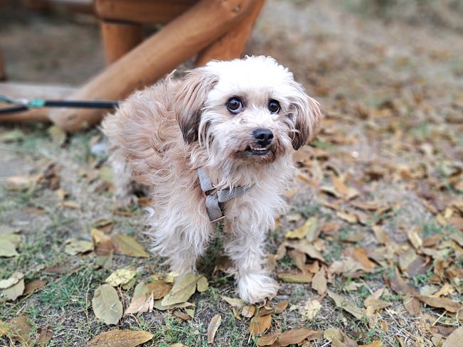 pfotenretterungarn Hardy (2)