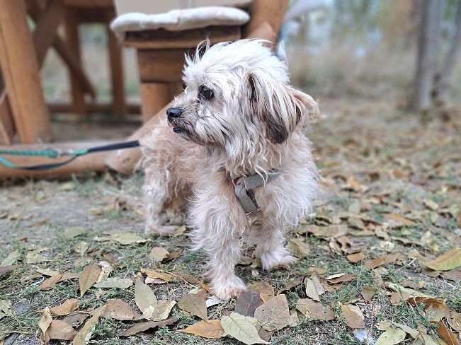 pfotenretterungarn Hardy (3)