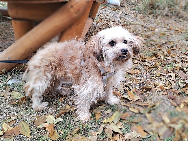 pfotenretterungarn Hardy (4)