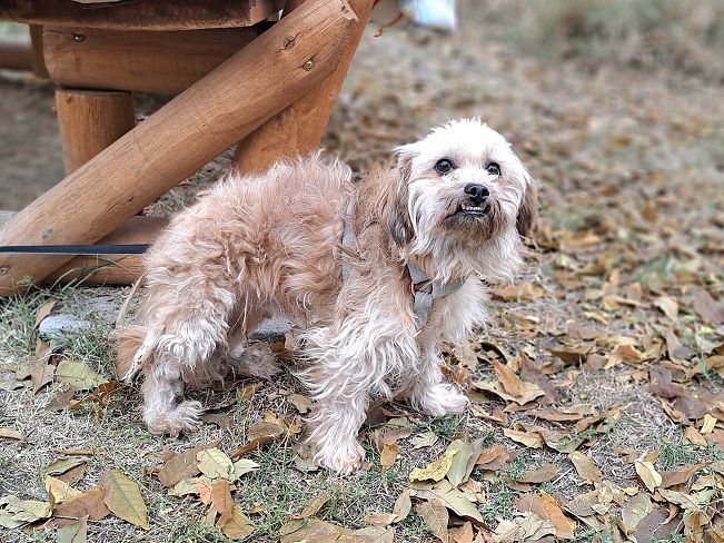 pfotenretterungarn Hardy (6)