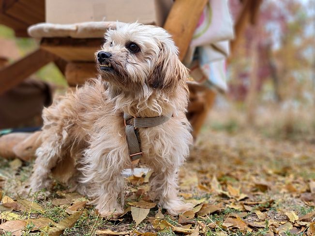 pfotenretterungarn Hardy (8)