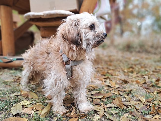 pfotenretterungarn Hardy (9)