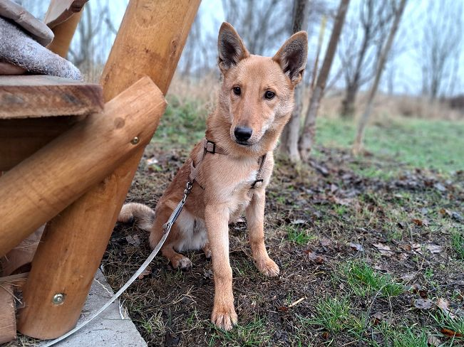 pfotenretterungarn Joel neu (10)_converted