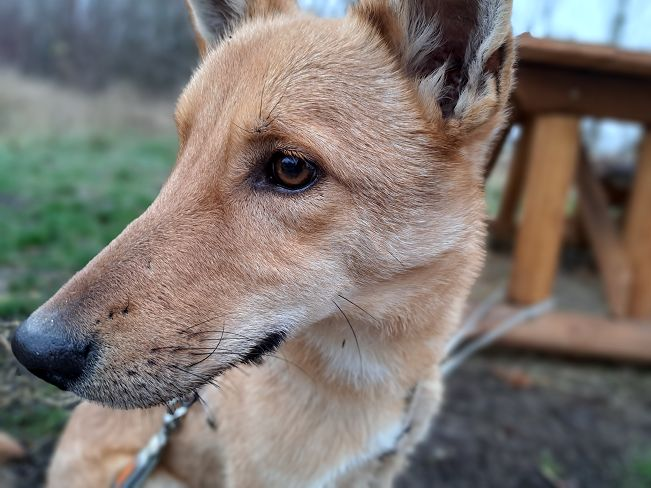 pfotenretterungarn Joel neu (11)_converted