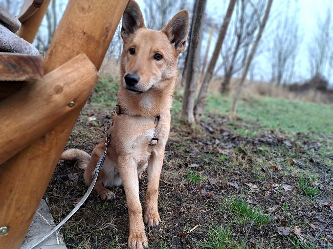 pfotenretterungarn Joel neu (2)_converted