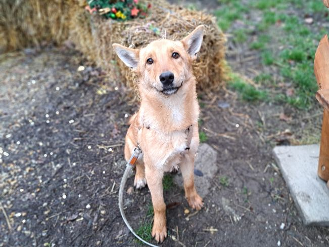 pfotenretterungarn Joel neu (3)_converted