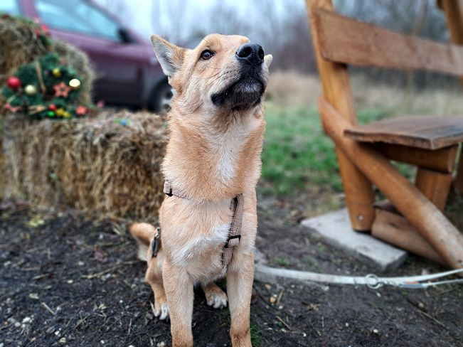 pfotenretterungarn Joel neu (4)_converted