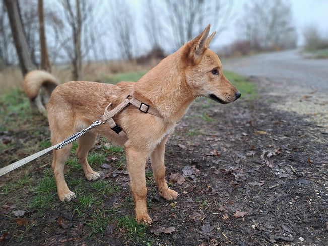 pfotenretterungarn Joel neu (5)_converted