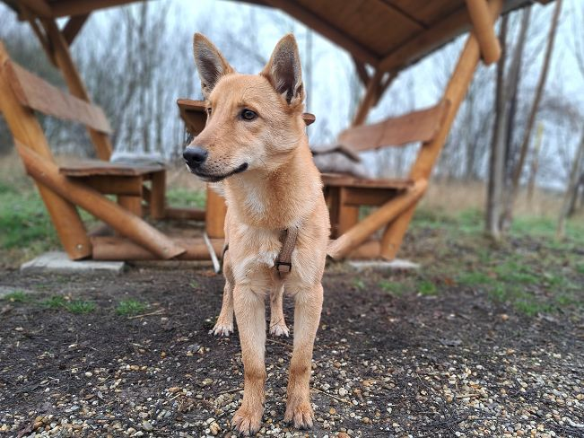 pfotenretterungarn Joel neu (6)_converted