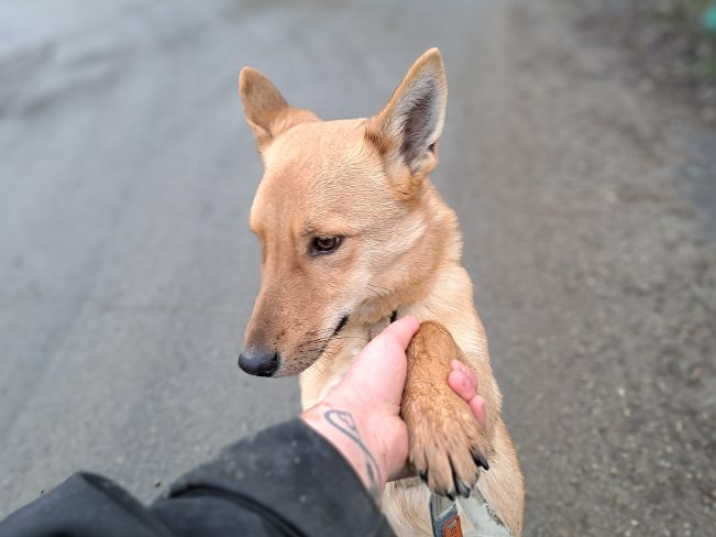 pfotenretterungarn Joel neu (7)_converted