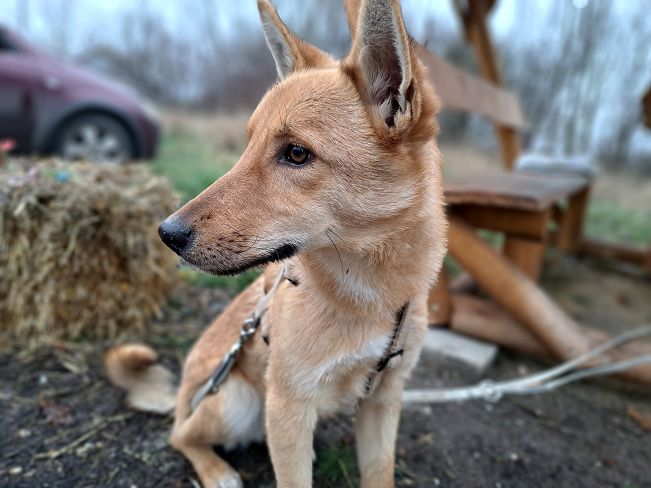 pfotenretterungarn Joel neu (9)_converted