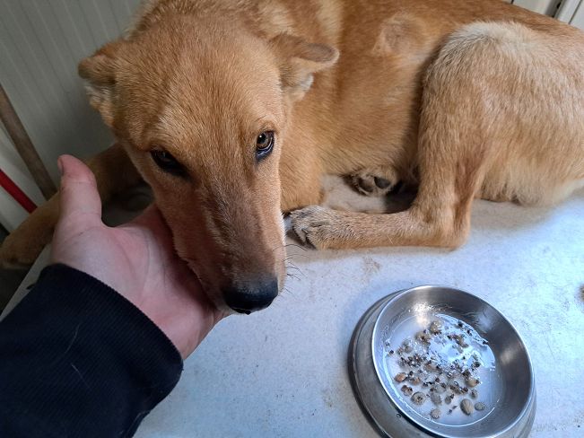 pfotenretterungarn Joey (13)