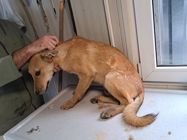 pfotenretterungarn Joey (14)