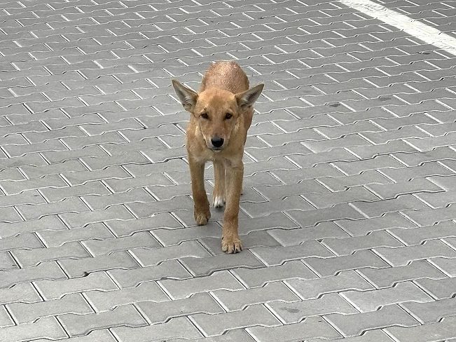pfotenretterungarn Joey (15)