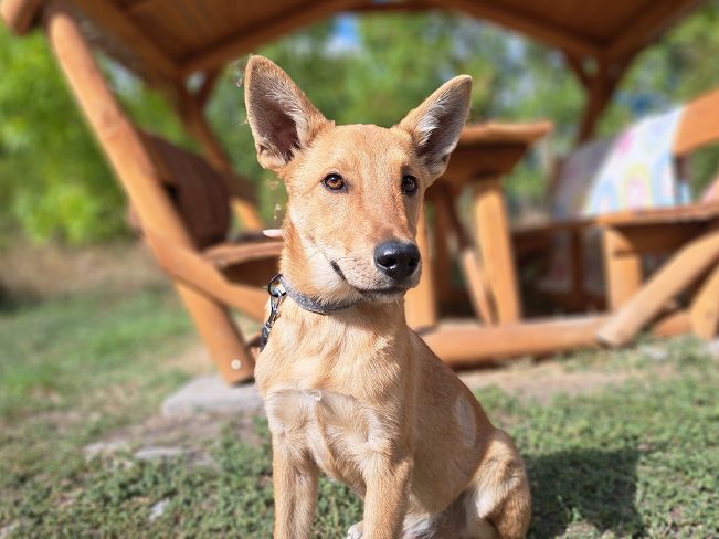 pfotenretterungarn Joey (2)