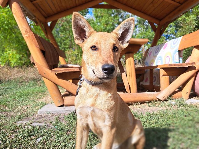 pfotenretterungarn Joey (9)