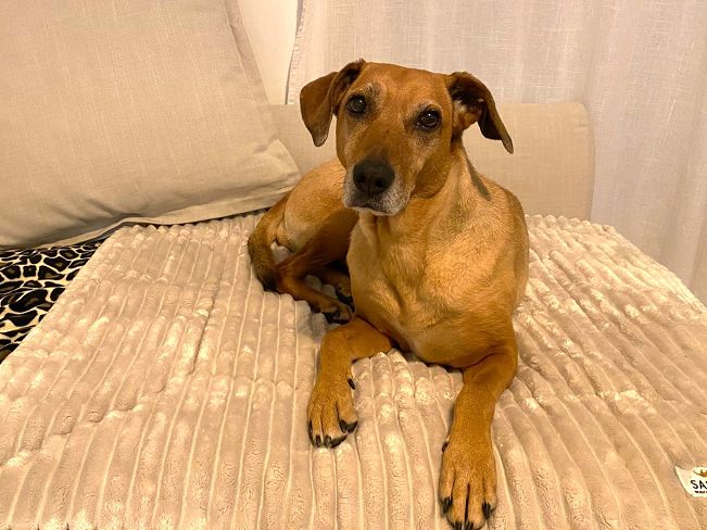 pfotenretterungarn Kira (2)