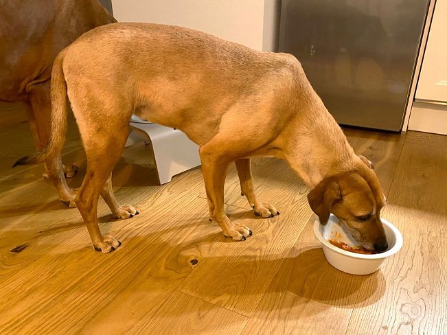 pfotenretterungarn Kira (3)