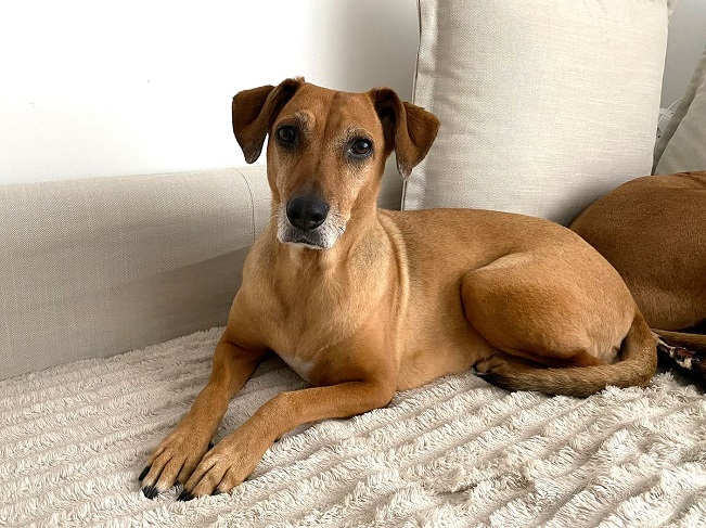 pfotenretterungarn Kira (4)