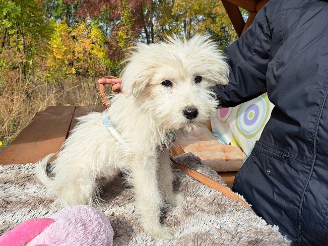 pfotenretterungarn Lissy (10)