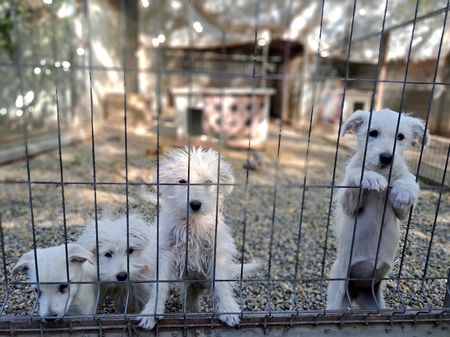 pfotenretterungarn Lissy (11)