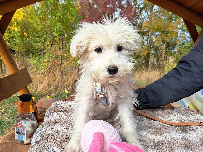 pfotenretterungarn Lissy (2)