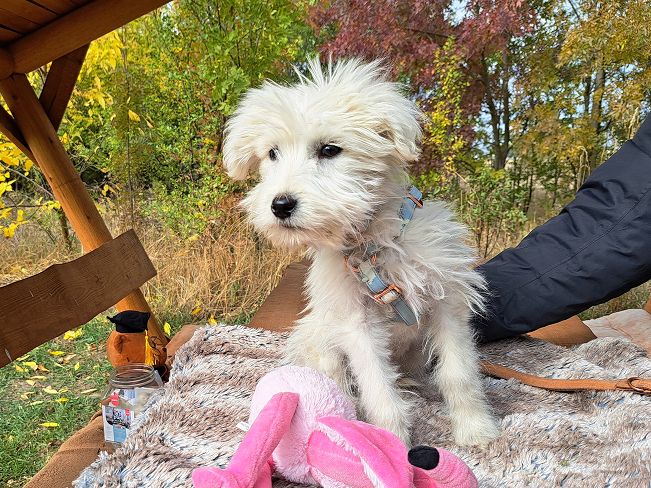 pfotenretterungarn Lissy (3)