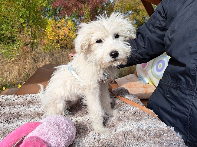 pfotenretterungarn Lissy (4)