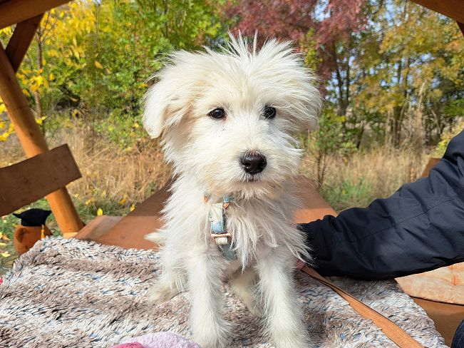 pfotenretterungarn Lissy (5)