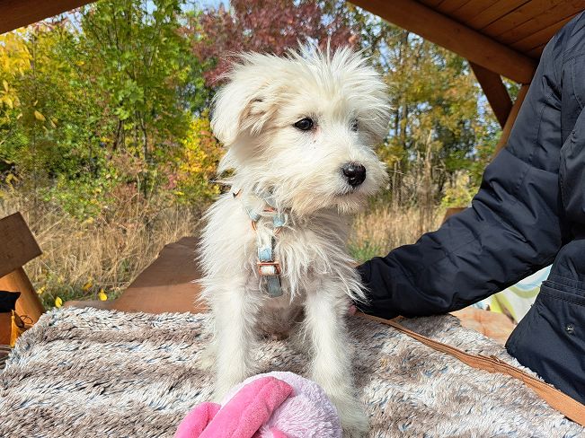 pfotenretterungarn Lissy (6)