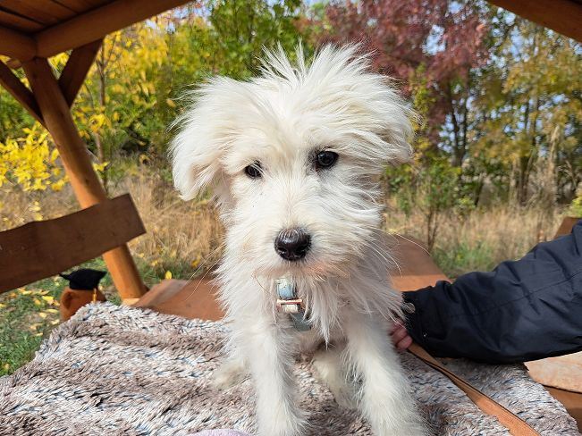 pfotenretterungarn Lissy (7)