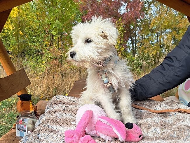 pfotenretterungarn Lissy (8)