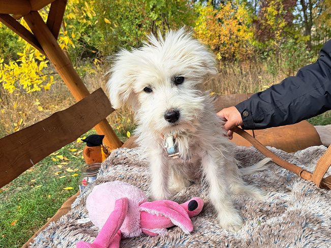 pfotenretterungarn Lissy (9)