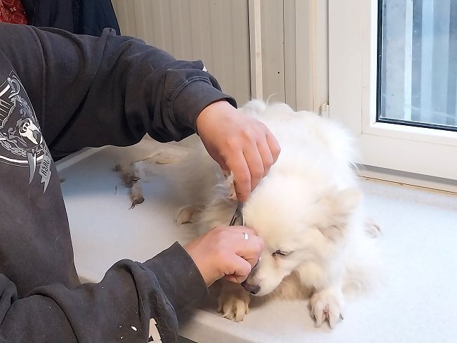 pfotenretterungarn Malika (17)