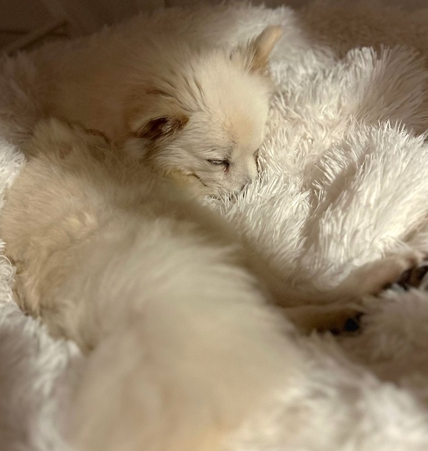 pfotenretterungarn Malika PS (11)