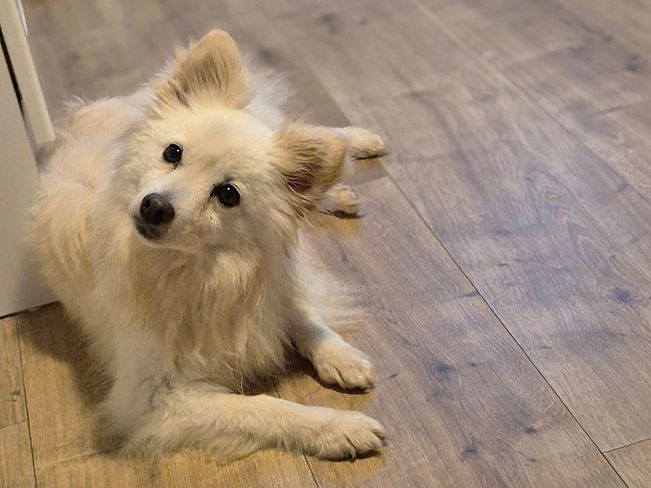 pfotenretterungarn Malika PS (2)