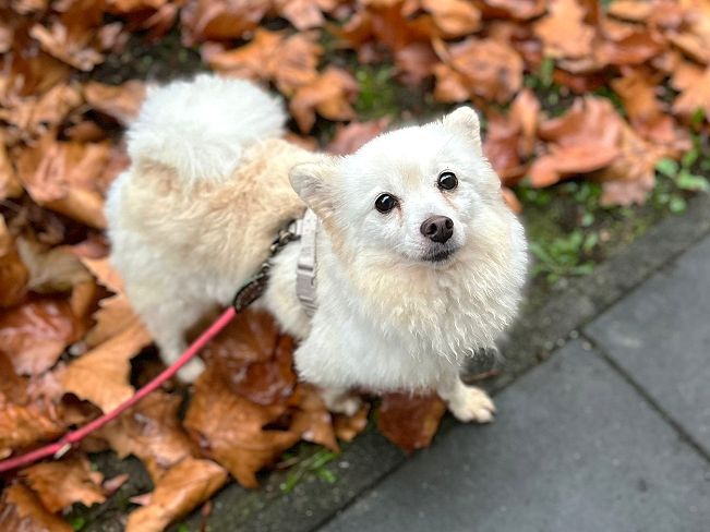 pfotenretterungarn Malika PS (3)