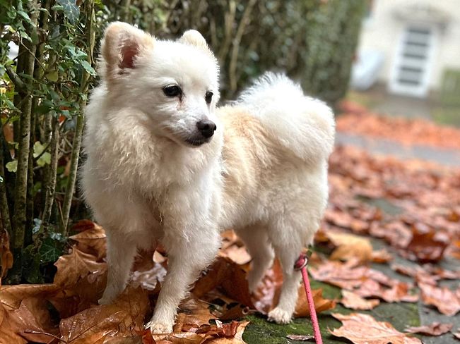 pfotenretterungarn Malika PS (4)