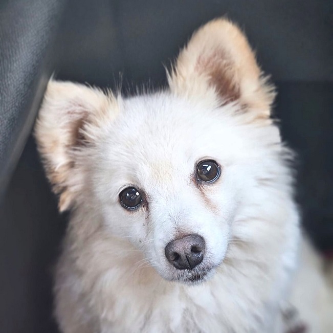 pfotenretterungarn Malika PS (5)